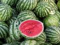 Продажа арбузов оптом