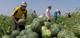 Продажа арбузов оптом